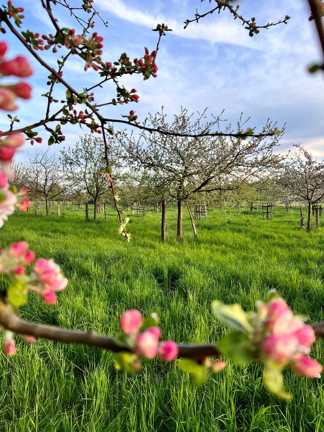 Obstblüte auf einer Streuobstwiese