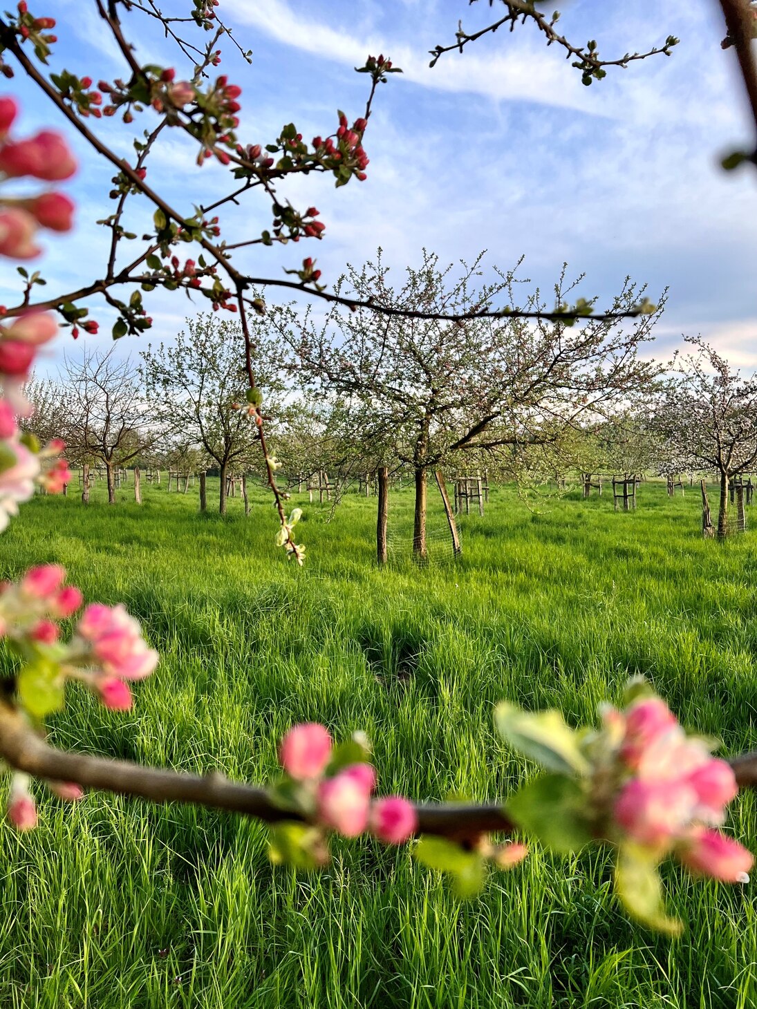 Obstblüte auf einer Streuobstwiese