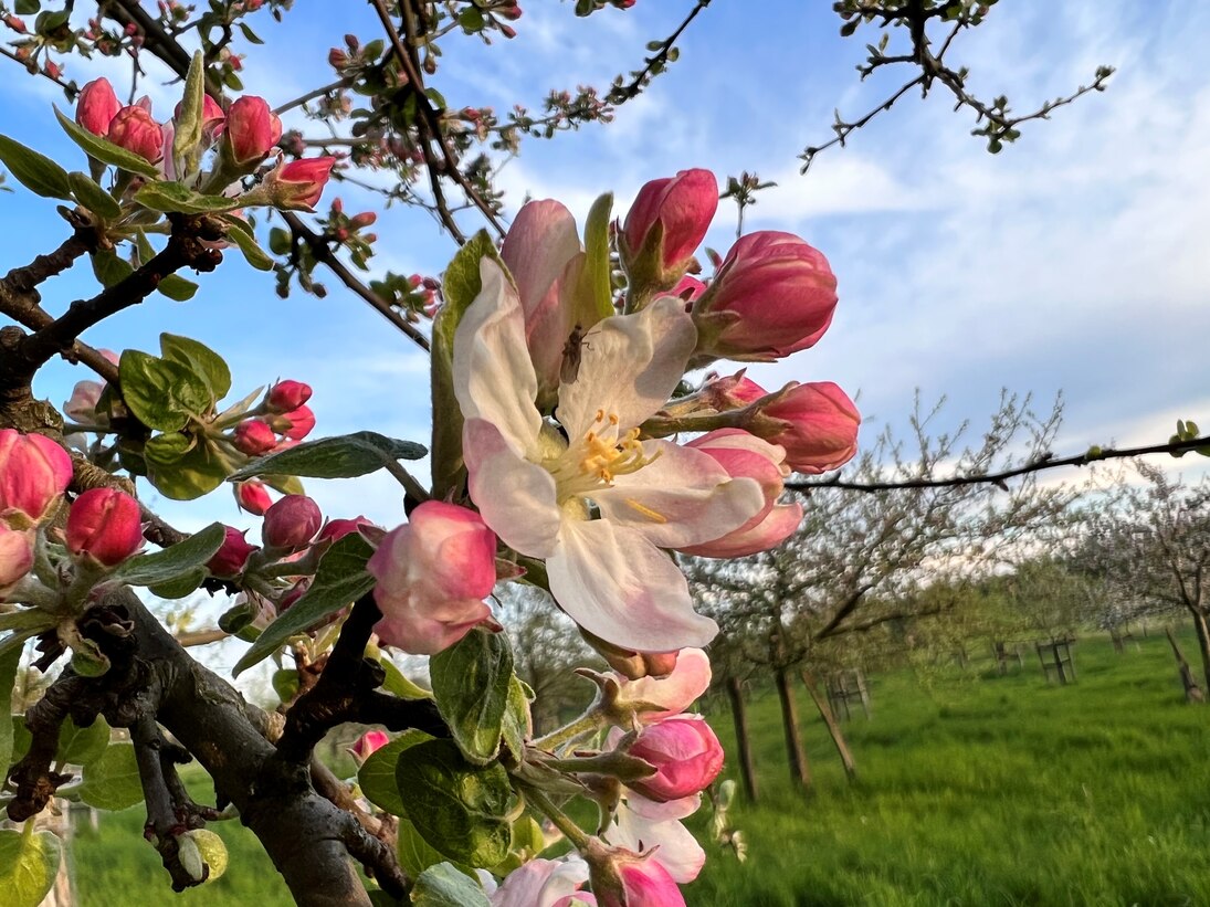 Apfelbaumblüte