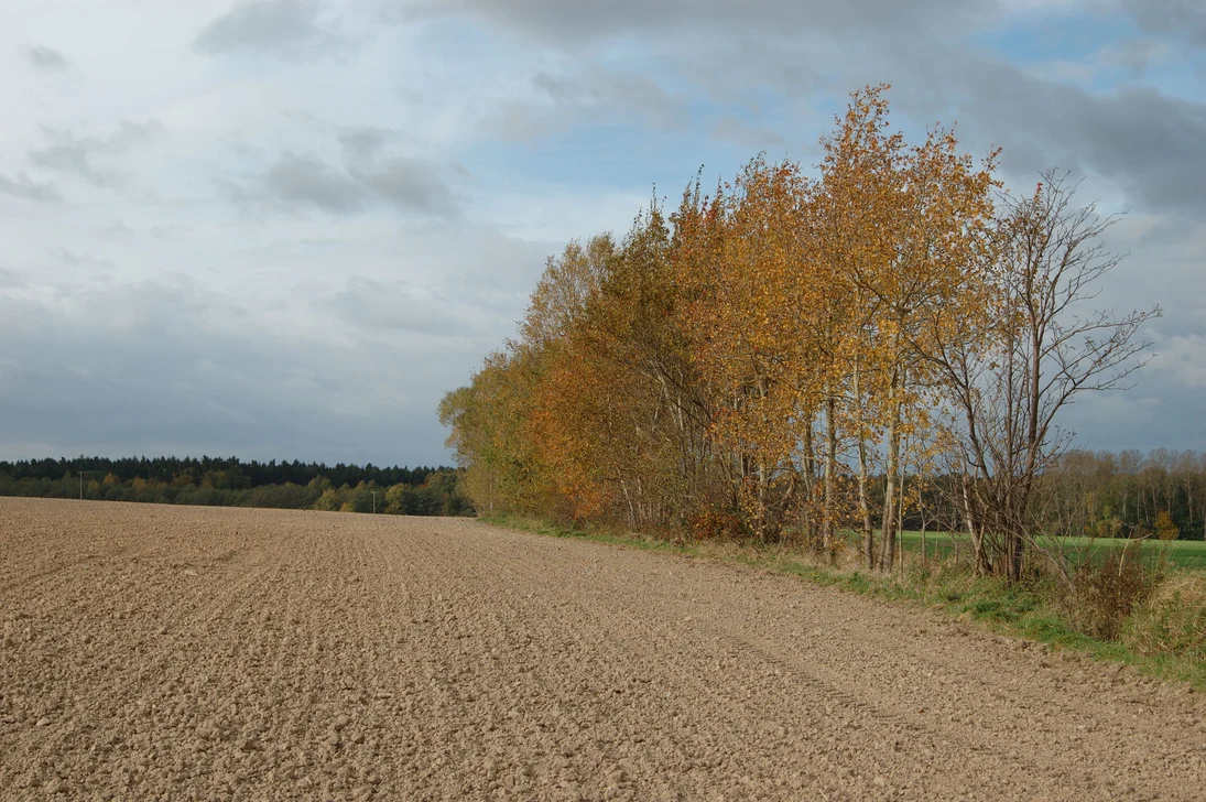 eine Baumreihe am Feldrand