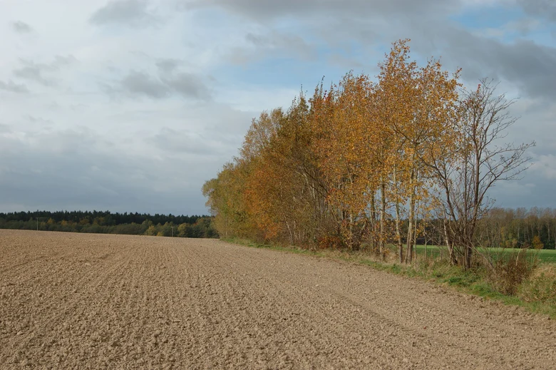 eine Baumreihe am Feldrand
