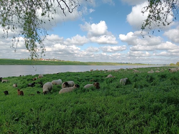 weidende Schafherde mit Lämmern auf dem Elbdeich im Frühjahr im Hintergrund mit Elbe und lockerer Bewölkung