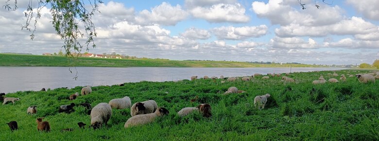 weidende Schafherde mit Lämmern auf dem Elbdeich im Frühjahr im Hintergrund mit Elbe und lockerer Bewölkung