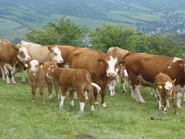 Mutterkühe, Weidehaltung