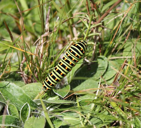 eine Schwalbenschwanzraupe befindet sich an einem Grasstengel auf einer Wiese