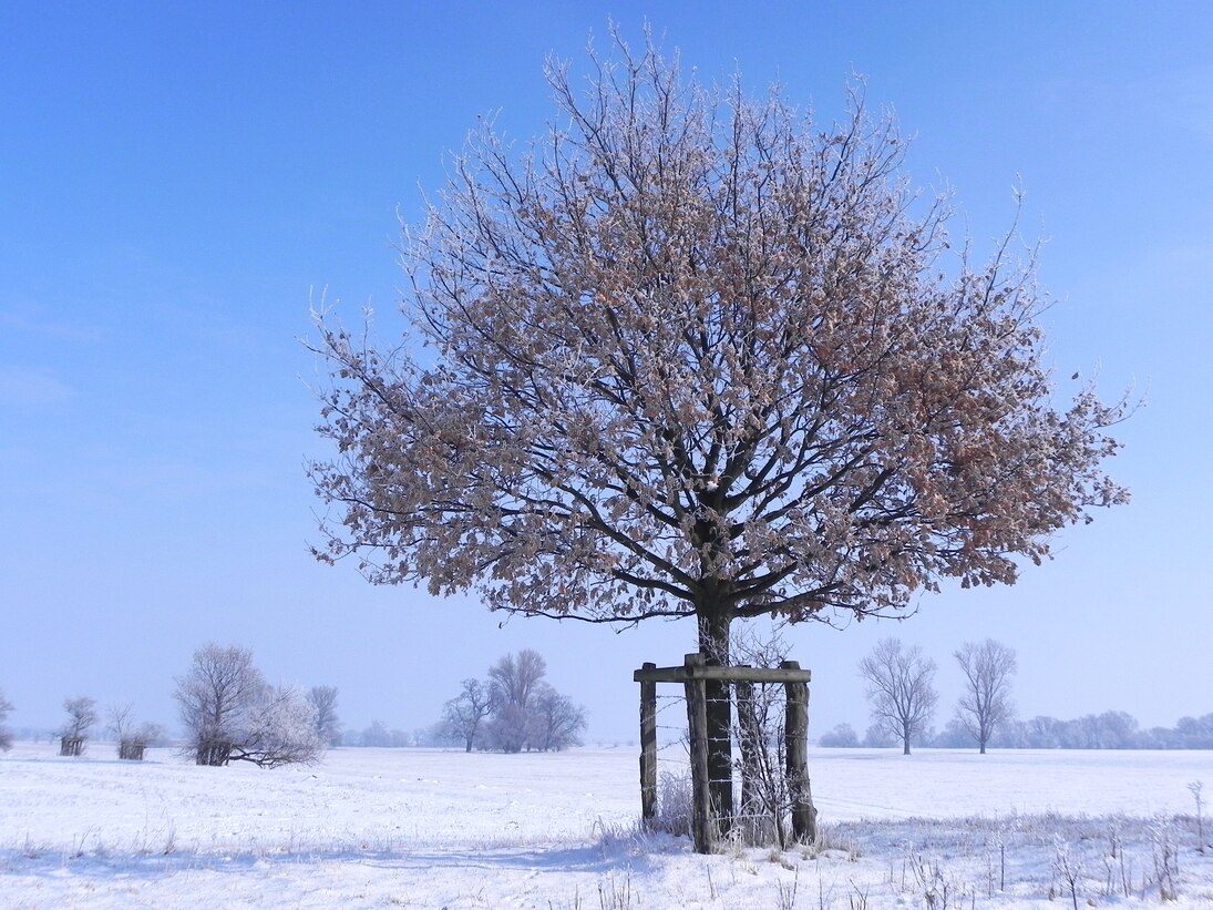 sehr alte Stileiche im Winter bei Köllitzsch