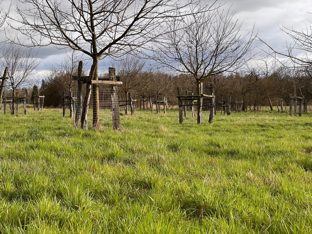 Obstbäume im Frühjahr bei schlechten Wetter