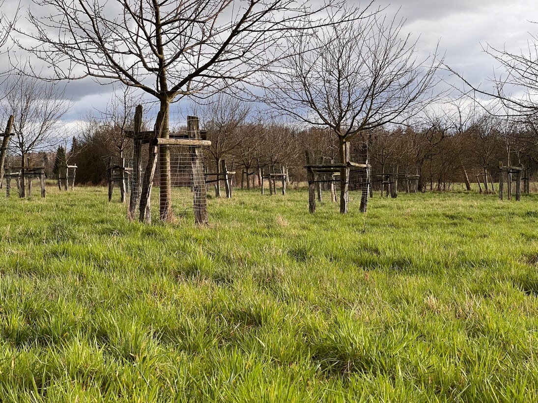 Obstbäume im Frühjahr bei schlechten Wetter