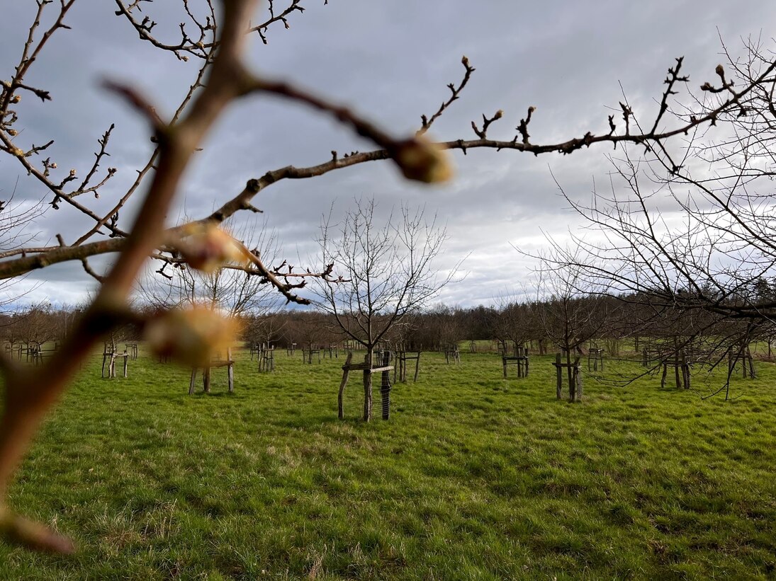 Streuobstwiese mit Knospen ohne Sonnenschein