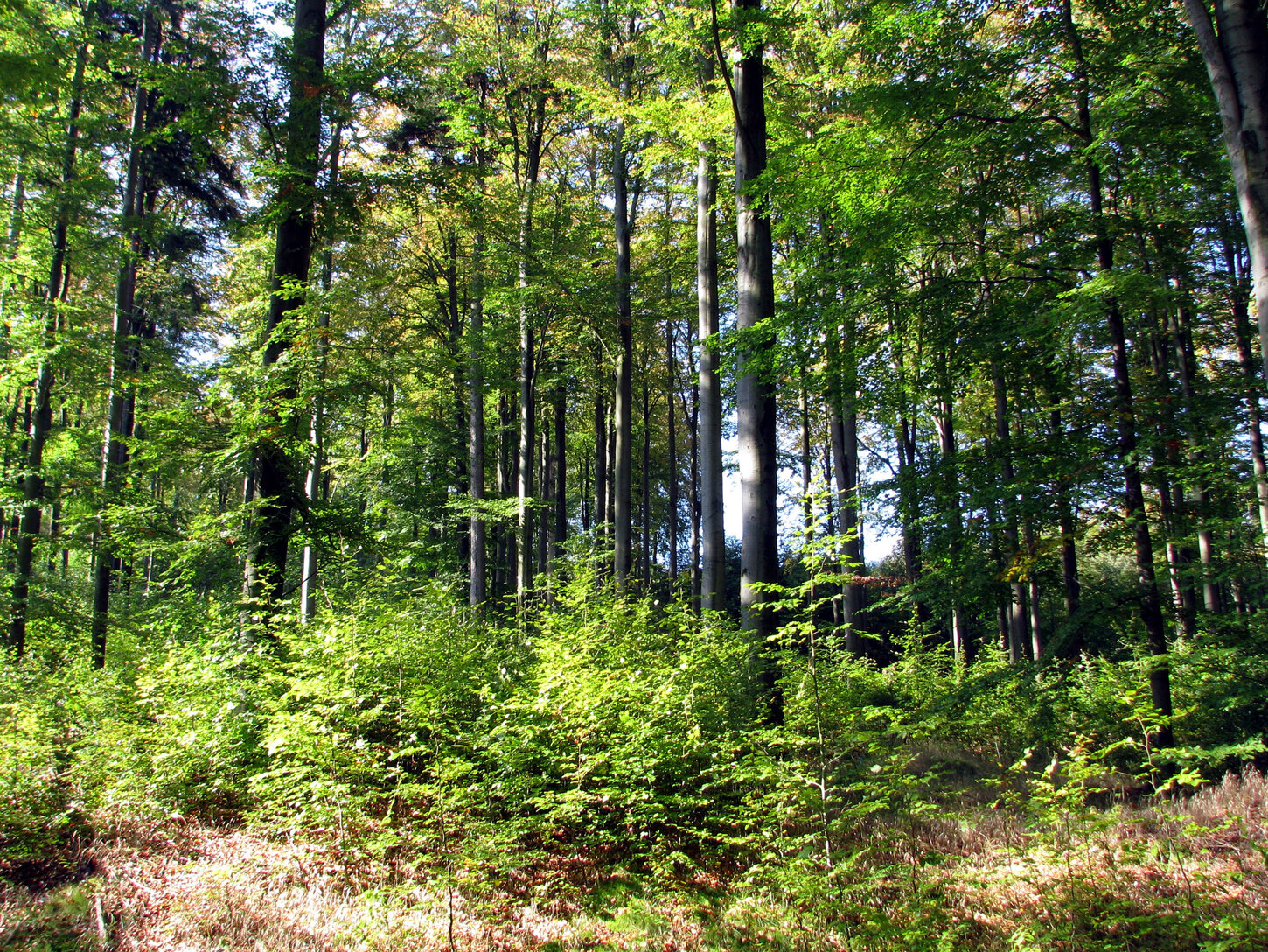Foto von einem Wald in der Sonne