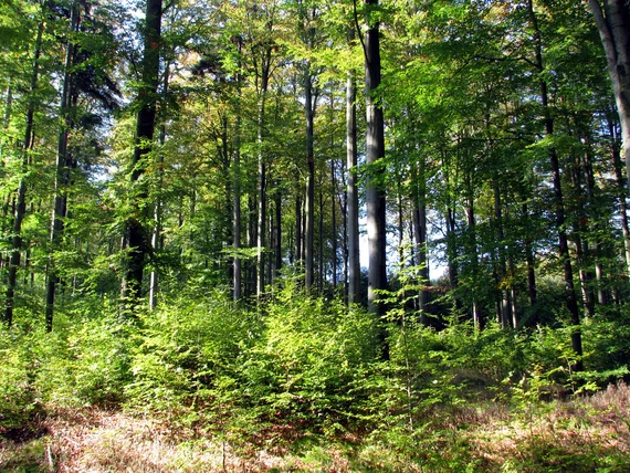 Foto von einem Wald in der Sonne
