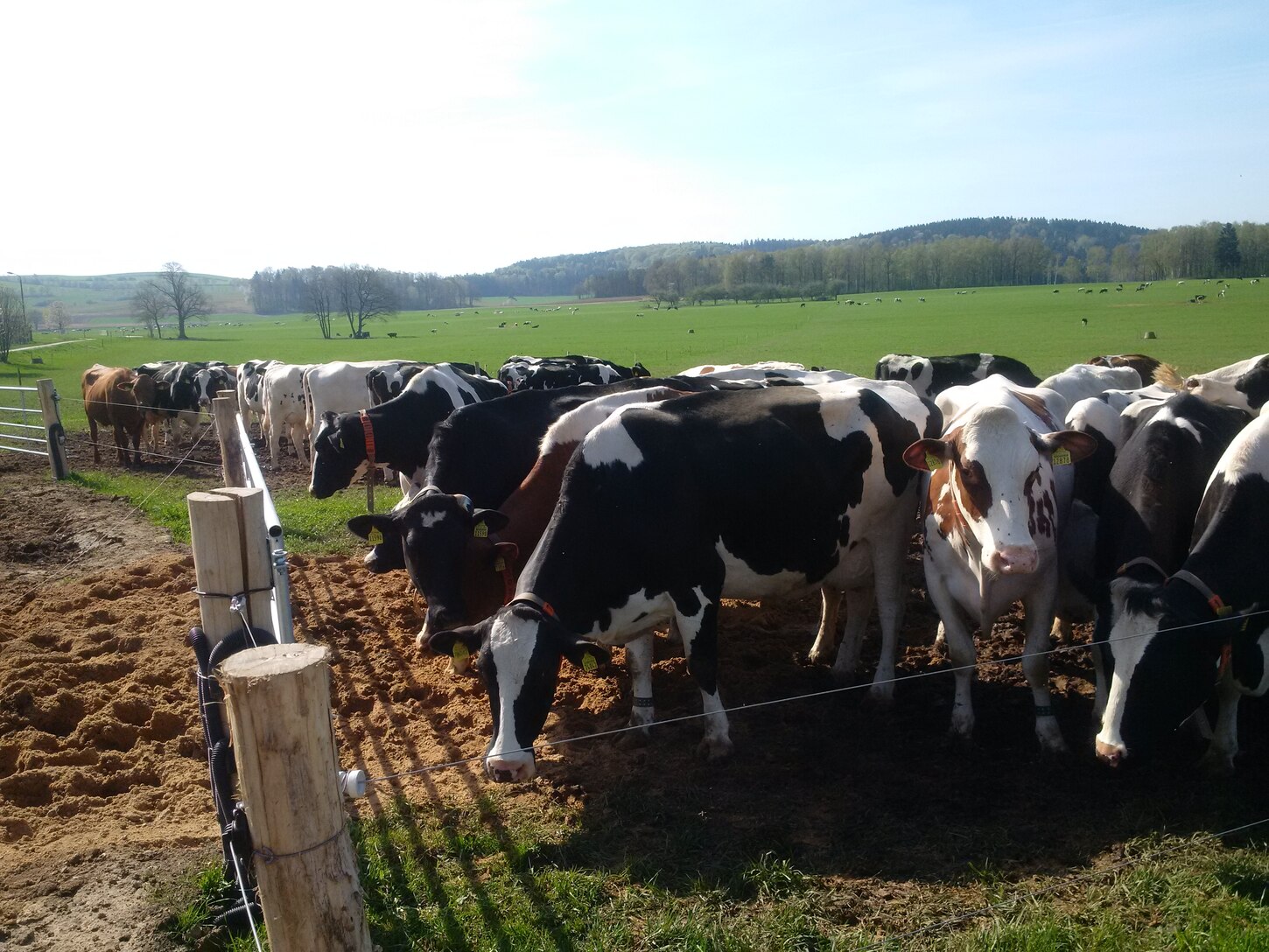 Kühe auf der Weide