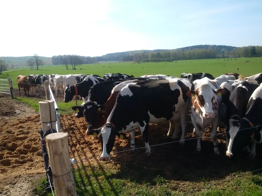 Kühe auf der Weide