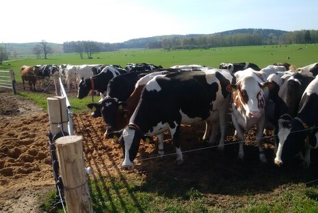 Kühe auf der Weide