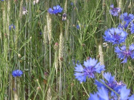 blühende Fläche mit Kornblumen